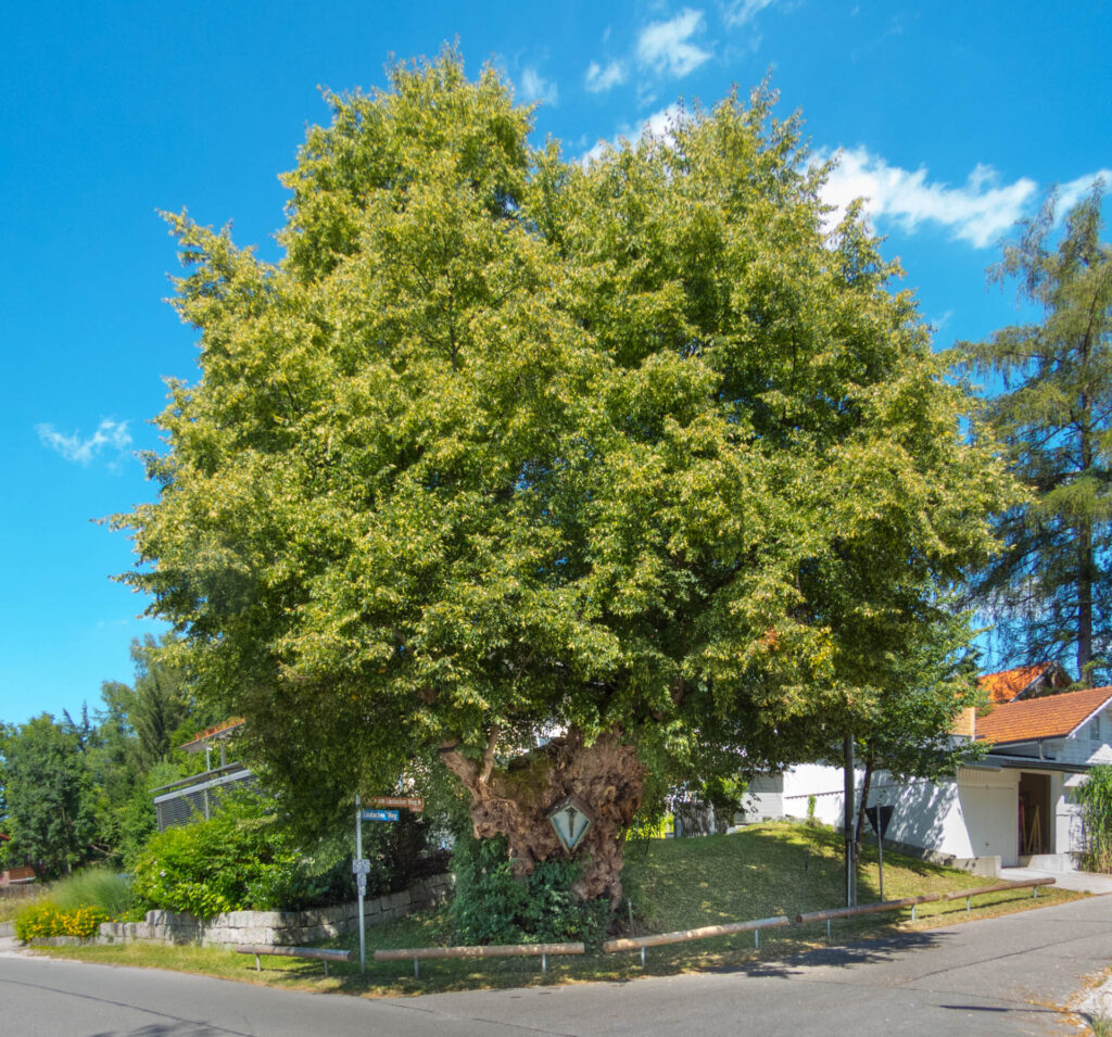 Baum in Aying mit Feldkreuz