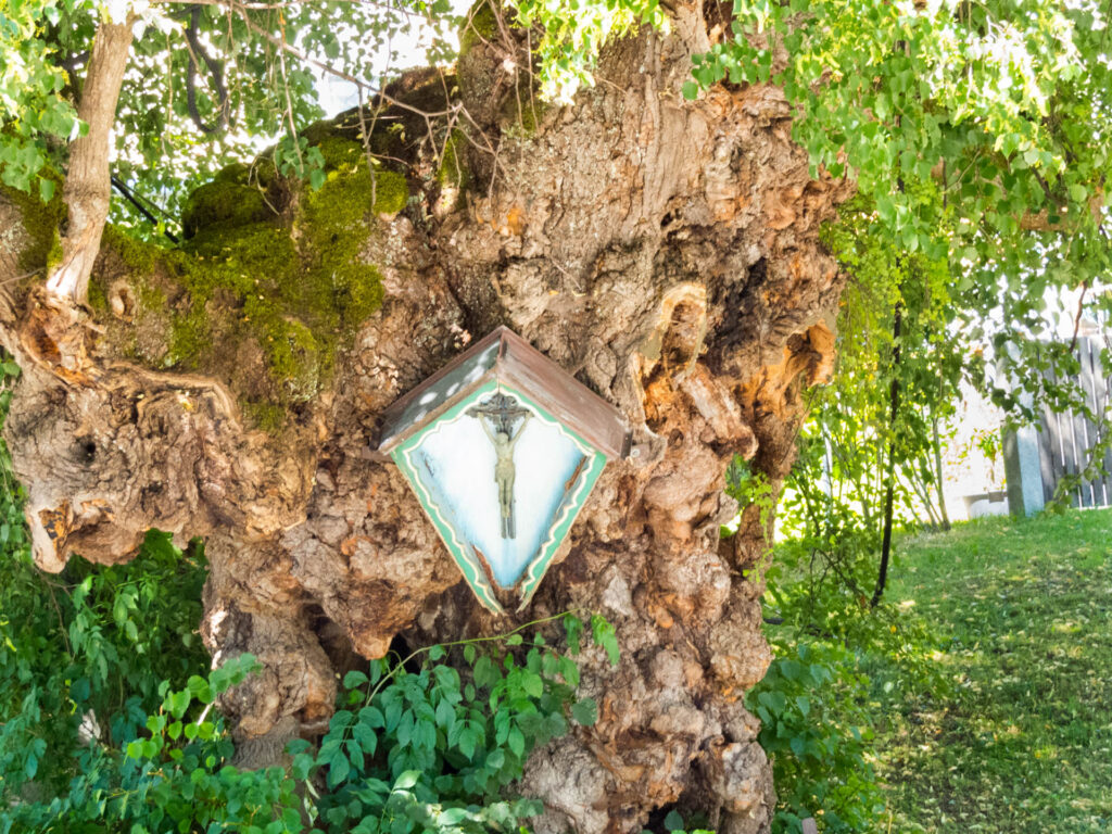 Baum in Aying mit Feldkreuz