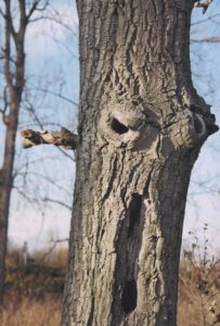 Baum Pareidolie