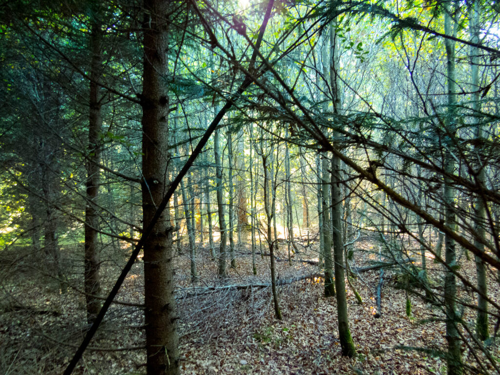 Truderinger Wald