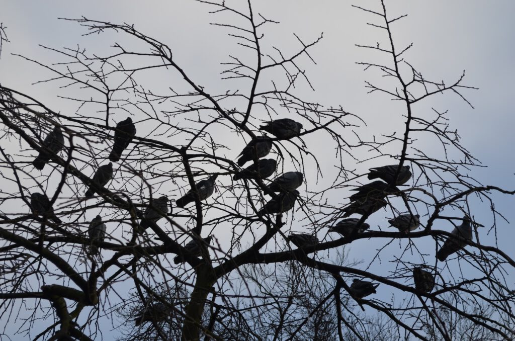 Baum mit Krähen