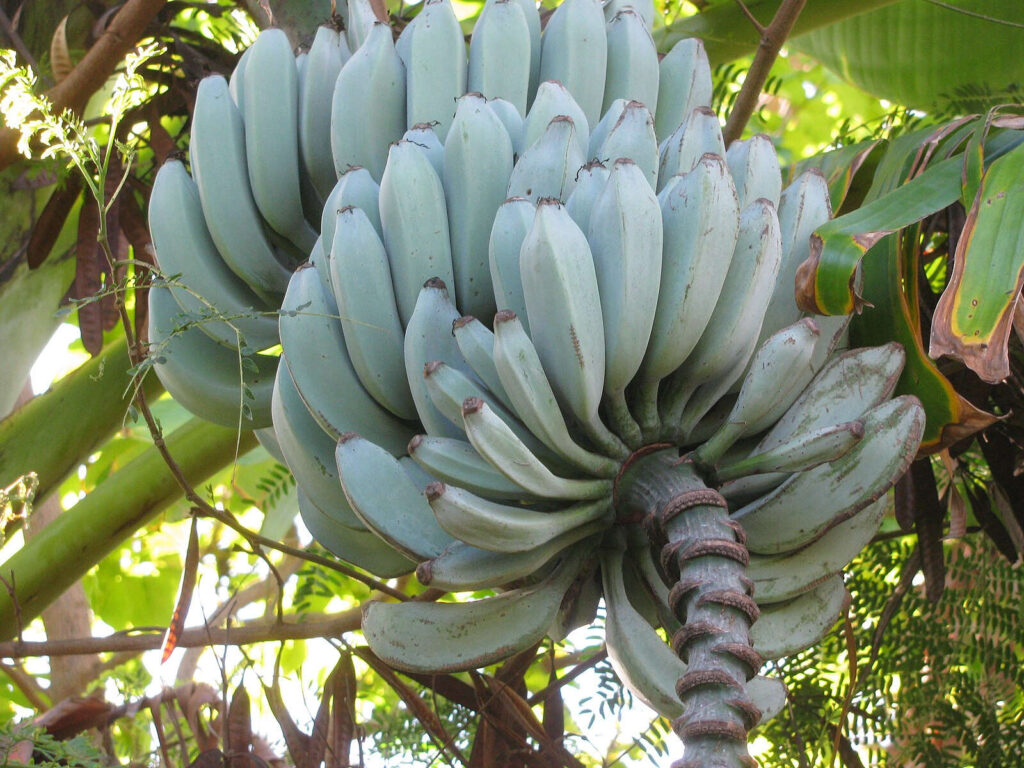 Blaue Banane